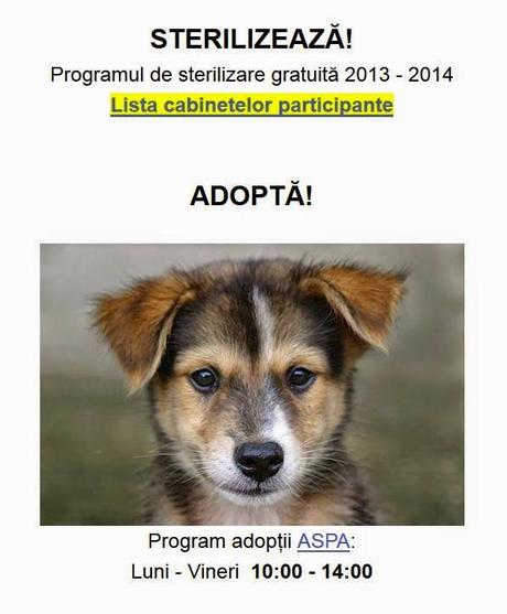 Weniger Straßenhunde in Bukarest, dafür Nachschub für Zoophile in Westeuropa?