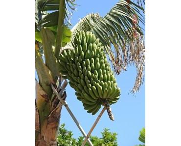Bananenpflanze – Kraftvolle Nahrung