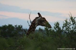Giraffe ragt aus den Bäumen heraus