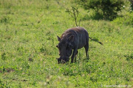 Wildschwein im Krüger Nationalpark