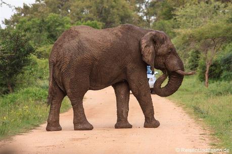 Elefant versperrt den Weg