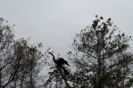Tiere in den Everglades Vögel