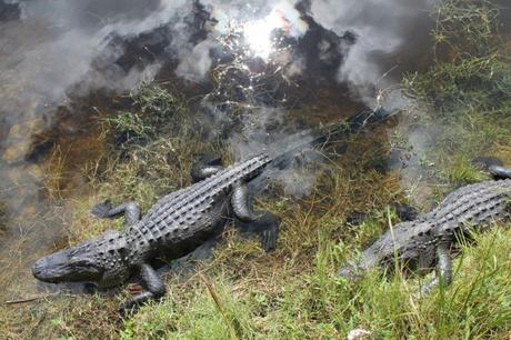 Tiere in den Everglades Alligator
