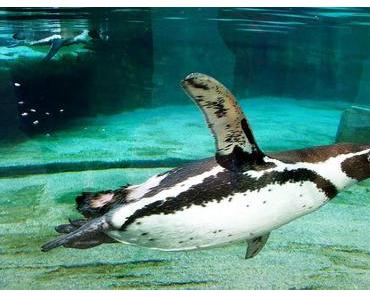 Tag der Pinguine – der amerikanische Penguin Awareness Day