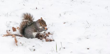 Kuriose Feiertage - 21. Januar - Ehrentag des Eichhörnchens – der amerikanische Squirrel Appreciation Day - 2 (c) 2015 Sven Giese