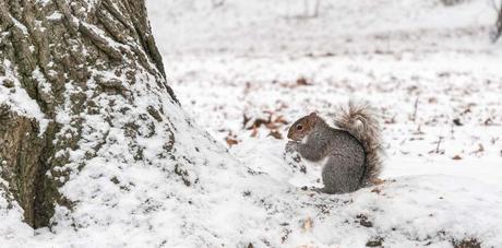 Kuriose Feiertage - 21. Januar - Ehrentag des Eichhörnchens – der amerikanische Squirrel Appreciation Day  -1 (c) 2015 Sven Giese