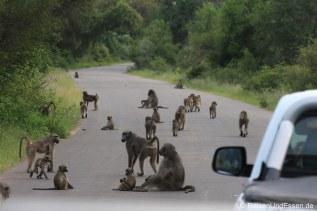 Horde Affen blockiert die Strasse