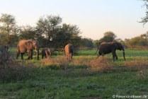 Elefantenfamilie im Krüger Nationalpark