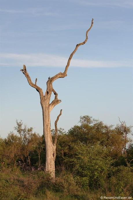 Baumgerippe im Krüger Nationalpark