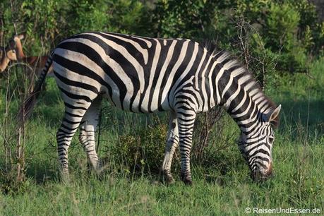 Zebra beim Grasen