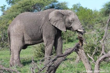 Elefant stärkt sich mit Zweigen