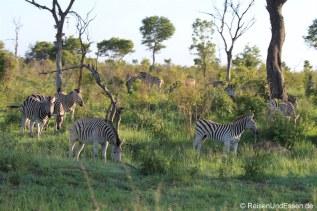 Herde Zebra im Krüger Nationalpark