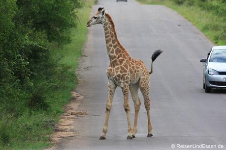 Junge Giraffe auf der Strasse