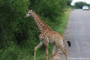Junge Giraffe flüchtet