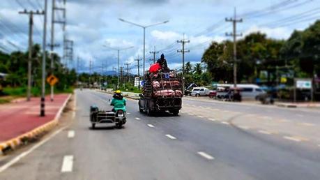 Transport Schweine Thailand
