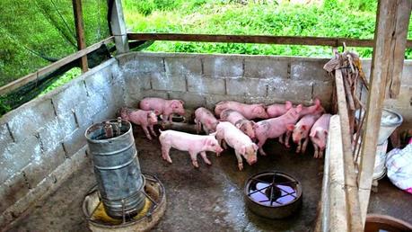 Schweinestall Thailand