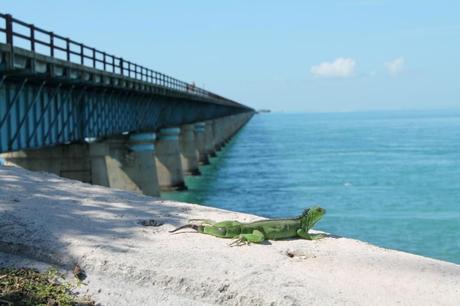 Florida Keys Highlights Seven Mile Bridge