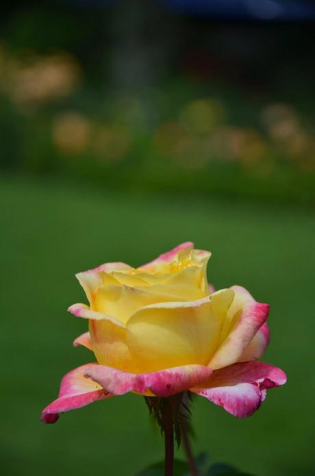 DIY Stoffblume und Bilder aus dem Rosengarten in Bern