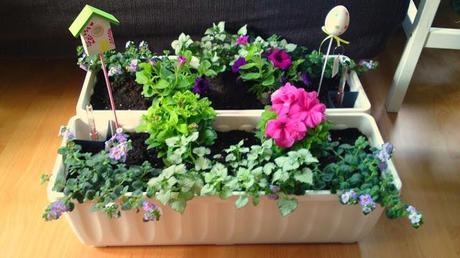 Blumenkasten für Anfänger Teil II: Jetzt wird eingepflanzt!