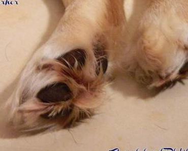 Fiene 2 – unser Besuchshund