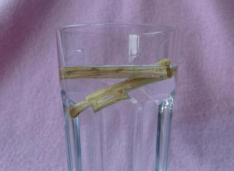 Sehr gesund und gleichzeitig lecker: Ein Aufguss aus Wasser und Süßholzwurzel. Entweder heiß als Tee oder kalt genießen!