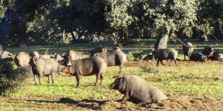 Andalusien: alte Römer und blaue Schweine