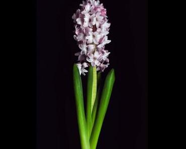 Osterhasen und Weihnachtsspeck