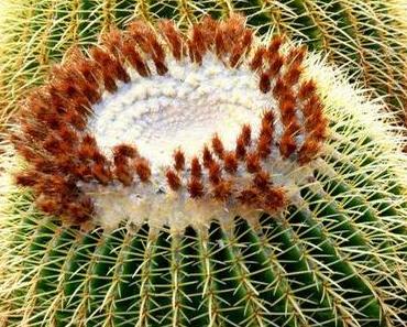 Mein kleiner runder Kaktus – Dienstags geht es rund #6