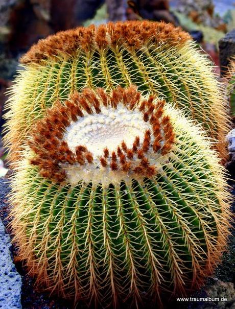 runder Kaktus