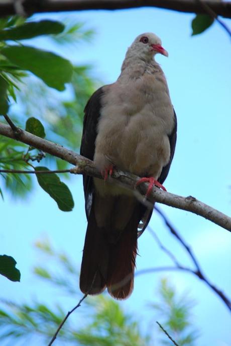 10_Pink-Pigeon-Mauritius