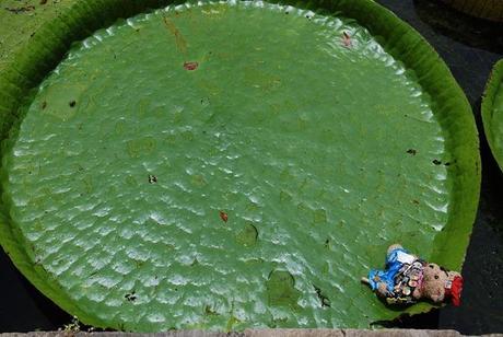 11_Jack-Bearow-riesiges-Seerosenblatt-Botanischer-Garten-Mauritius