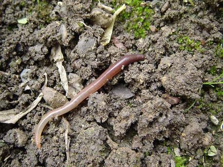Kuriose Feiertage - 15. Februar - Tag des Regenwurms - Earthworm_on_the_ground - By Dodo-Bird via Wikimedia Commons
