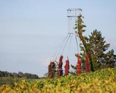Kulinarische Reise in die Region Schweinfurt