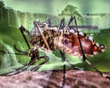 Das Chikungunya-Virus macht den Brasilianern Sorgen