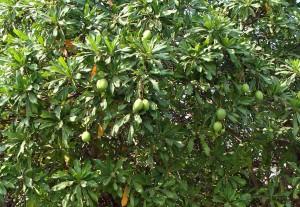 Frucht Mango