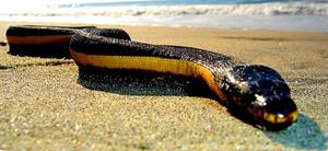 Plättchen-Seeschlange (Pelamis platurus, engl. Yellow-bellied Sea Snake)