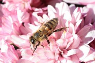 Bayer, das Bienensterben und der BUND