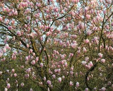 Foto: Magnolienbaum in voller Blüte