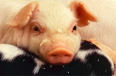 Wann ist Schluß mit dem Schweinkram? Warum es zu viel Fleisch gibt! Ekelig!