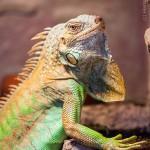 Mal was anderes, Grüner Leguan