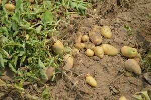 Kartoffel pflanzen im Garten