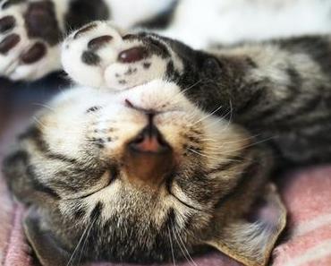 Monday Morning Miau #8