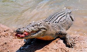 Salzwasserkrokodil (Crocodylus porosus, engl. Saltwater Crocodile)