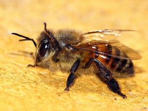 Honigbiene (Apis mellifera, engl. European Honey Bee)