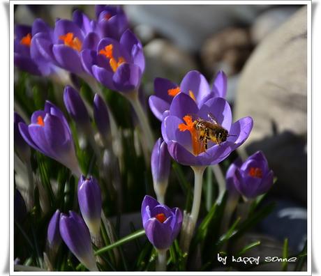 Frühlingserwachen....