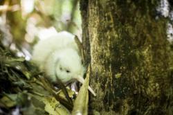 new white kiwi in bush