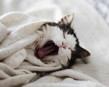 Monday Morning Miau #9
