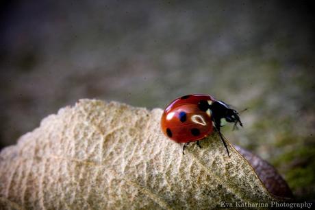 About Ladybugs and Luck