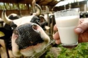 Du bist was du isst... Besserwisser: Woher kommt unsere Milch?