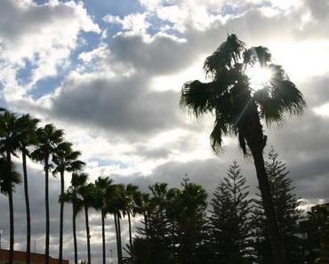 Foto: Abkühlung unter Palmen